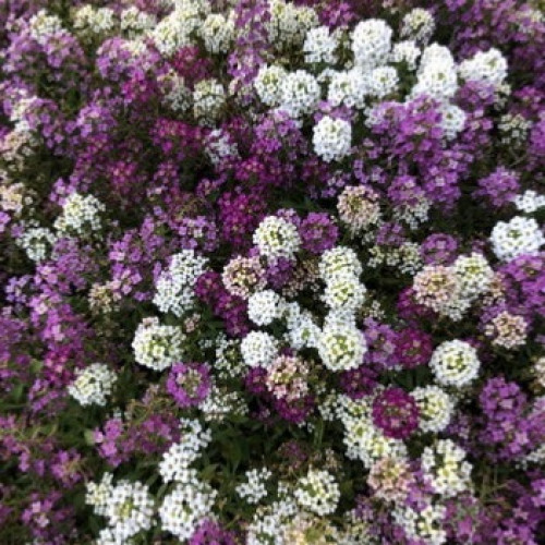 أليسيوم رياح الخليج - Gulf Winds Alyssum