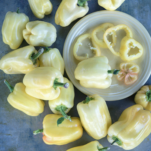 فلفل أنف الثور الأبيض - Albino Bull Nose Pepper