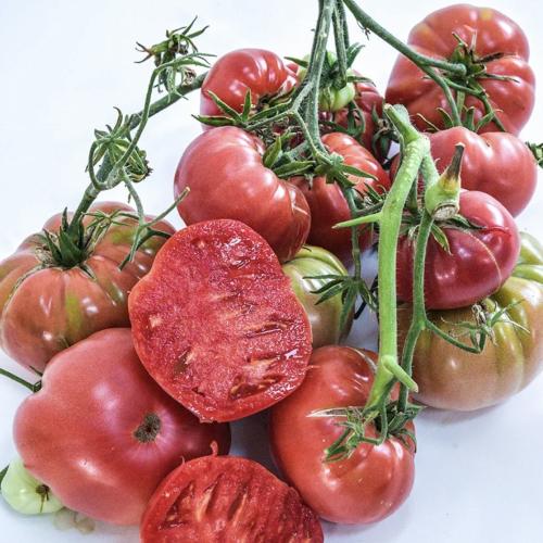 طماطم تفاح الحب - Missouri Pink Love Apple Tomato