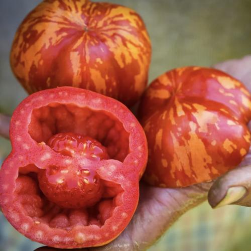 طماطم الحشو المخططة - Get Stuffed Tomato