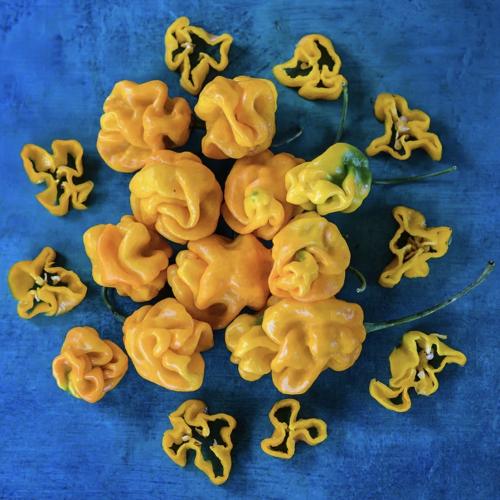 فلفل حار جورونونج - Goronong Hot Pepper