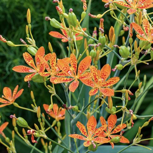 زنبق التوت الأسود - Blackberry Lily