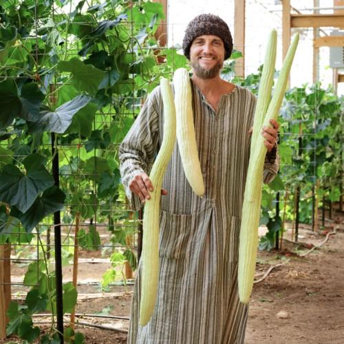 خيار قثاء الثعبان الهندي - Indian Snake Cucumber