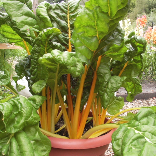 سلق الذهب - Pot of Gold Chard