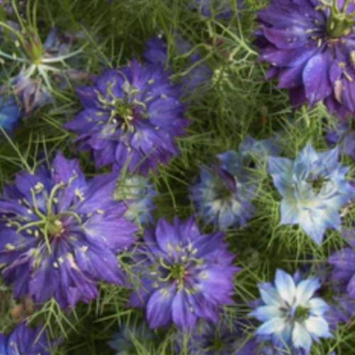نيجلا البنفسج الفارسي - Persian Violet Nigella