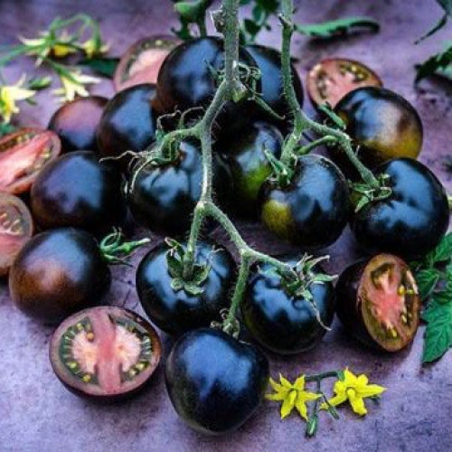طماطم كرزي الشوكولاتة الزرقاء النيلي - Indigo Blue Chocolate Tomato