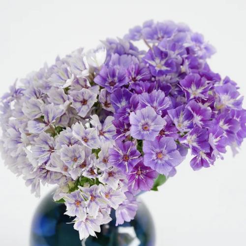 فلوكس نجوم السكر - Sugar Stars Phlox