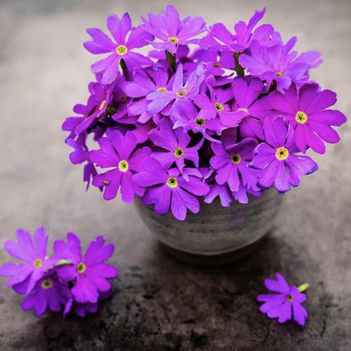 زهرة الربيع -Pimula Cortusoides Primrose