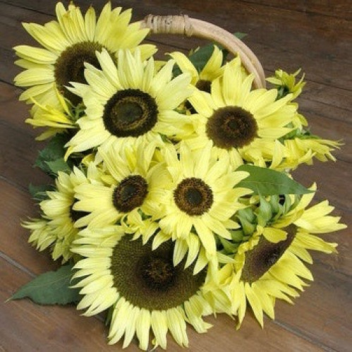 دوار الشمس ملكة الليمون - Sunflowers Lemon Queen