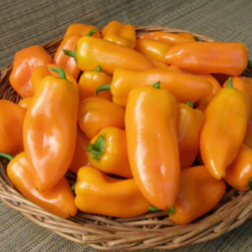 فلفل الأجراس الصغيرة - Yummy Belles Mini Peppers
