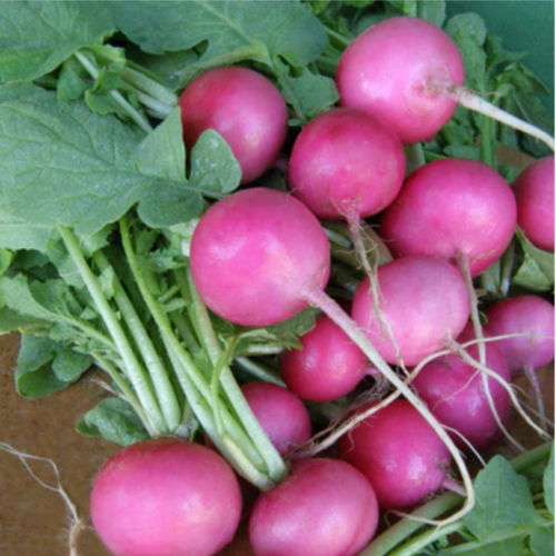فجل بنك بنش - Pink Punch Radishes