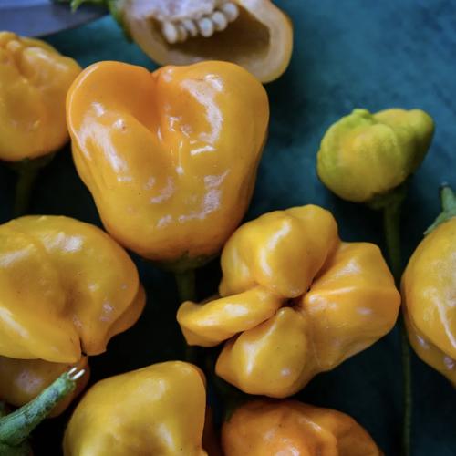 فلفل حار آجي المانجو - Aji Mango Hot Pepper