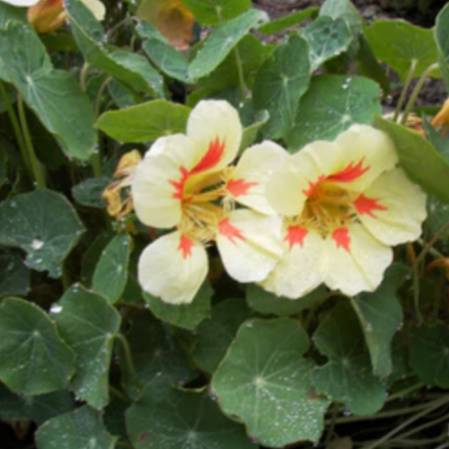 أبو خنجر الفانيليا - Vanilla Berry Nasturtiums