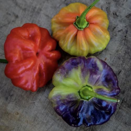 فلفل حلو آجي كاتشوشا - Aji Cachucha Sweet Pepper