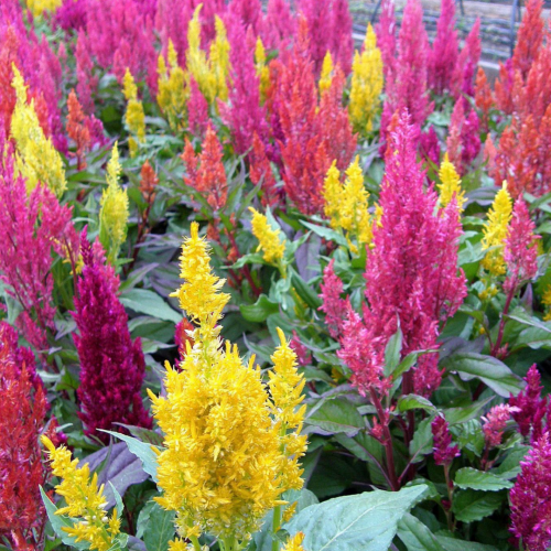 عرف الديك الصبغ - Hippie Tie Dye Celosia