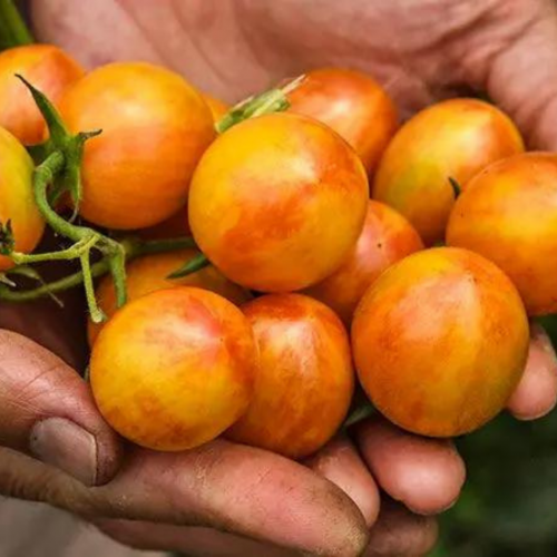 طماطم النحلة الطنانة شروق الشمس - Sunrise Bumble Bee Tomato