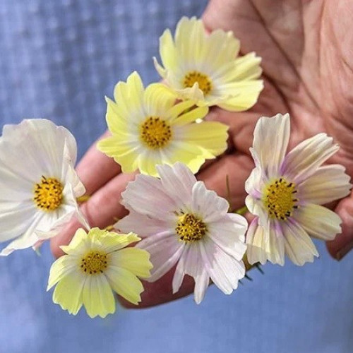 كوزموس كيرو الياباني - Japanese Kiiro Cosmos