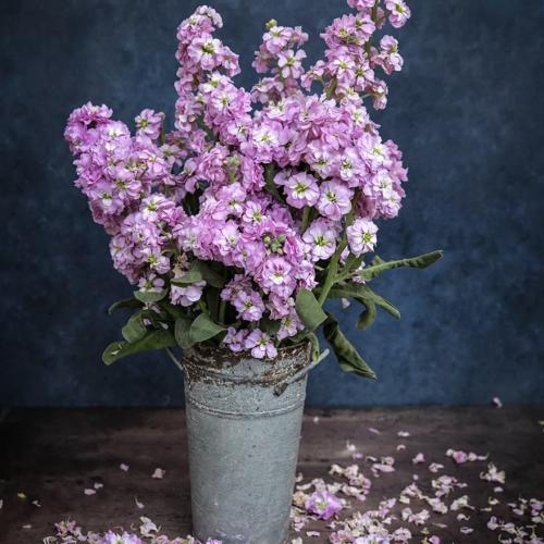 منثور وردي فاتح - Chanter Alto Light Pink Stock