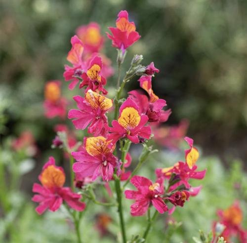 سوسب ماريبوسيتا - Schizanthus Mariposita