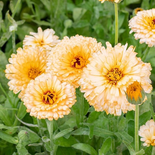 أذريون جمال المحيط الهادئ مشمشي - Calendula Pacific Apricot Beauty