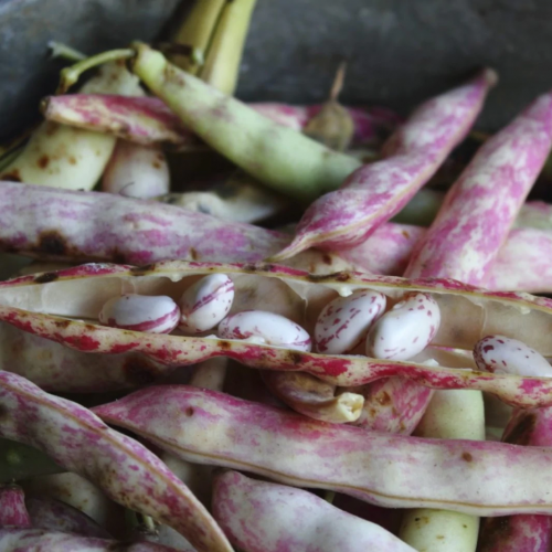 فاصوليا مرقطة - Pinto Bean