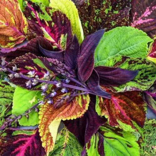 مكس السجاد - Pinto Mix Coleus