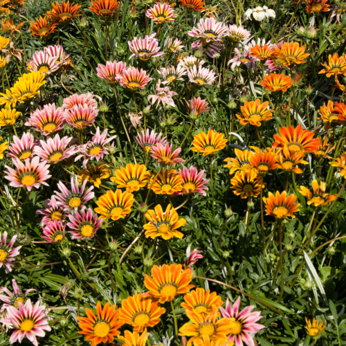 مكس غازانيا - Gazania