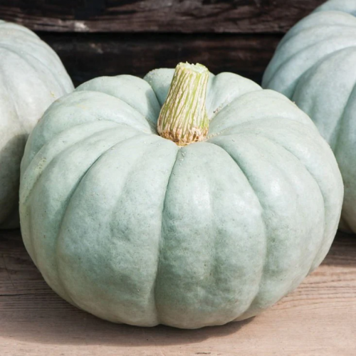 يقطين جارديل الأزرق - Jarrahdale (blue) Pumpkin