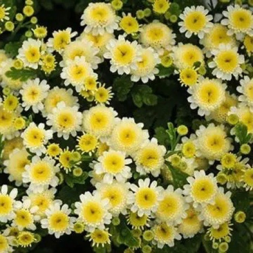 أقحوان زهرة الذهب النجوم البيضاء - White Stars Feverfew