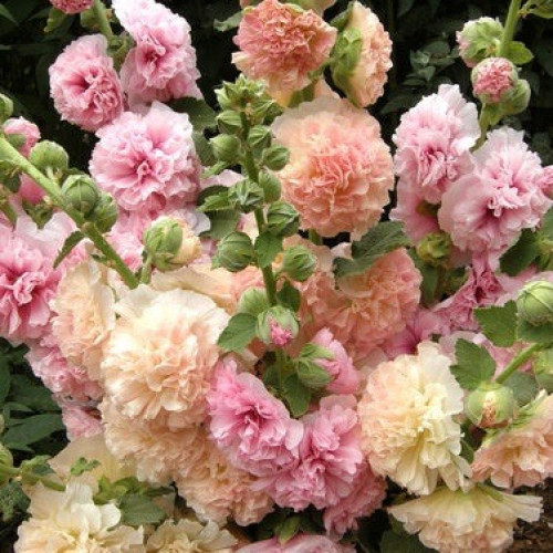 خطمية الكمال المشمشية - Apricot Peach Parfait Hollyhocks