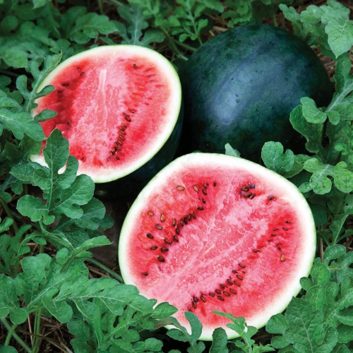 جح شوقر بيبي - Sugar Baby Watermelon