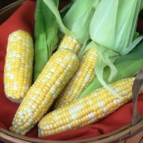ذرة صباح الخير مبكرة - Bon Jour Early Bicolor Corn