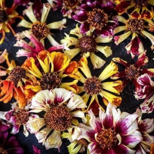 كوروبسيس مكس أصداف البحر - Coreopsis, Incredible Sea Shells Mix