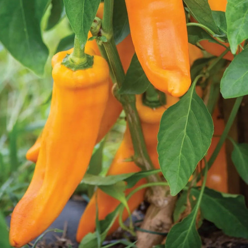 فلفل حلو الأب الكبير - Big Daddy Sweet Pepper