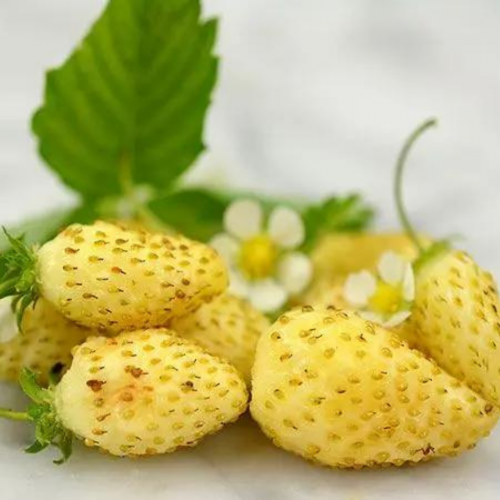 فراولة العجائب البرية الصفراء - Yellow Wonder Wild Strawberry