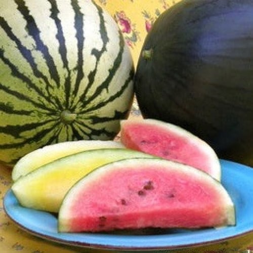 مكس جح صغير صندوق الثلج - Icebox Watermelons