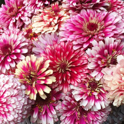 زينيا مراوح الصيف - Summer Pinwheels Zinnias