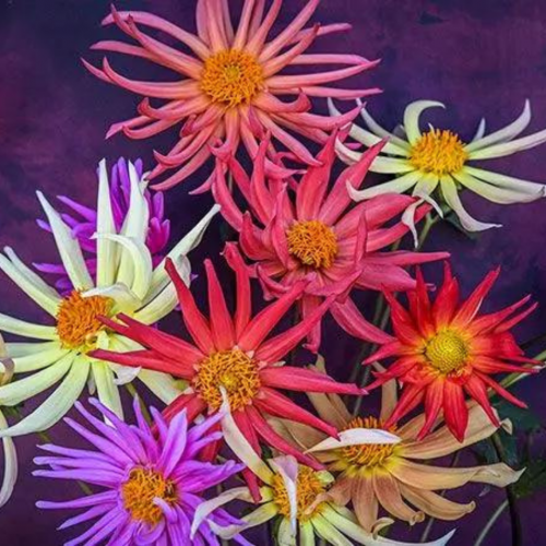 مكس داليا الصبار - Cactus Flowered Mix Dahlia