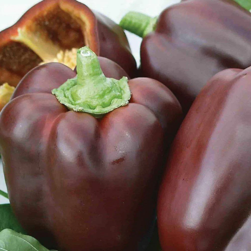 فلفل بني حلو جمال الشوكولاتة - Chocolate Beauty Bell Pepper