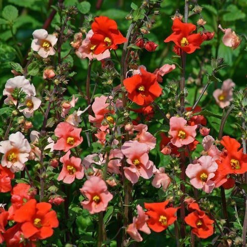 زهرة القناع النجيمات - Mask Flower Starlets