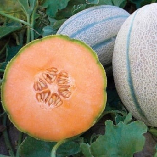 شمام نابولي - Melon Napoli