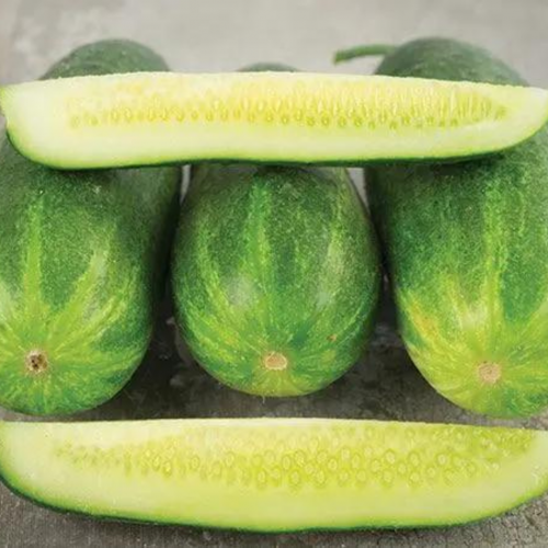 خيار مونيكا - Monika Cucumber