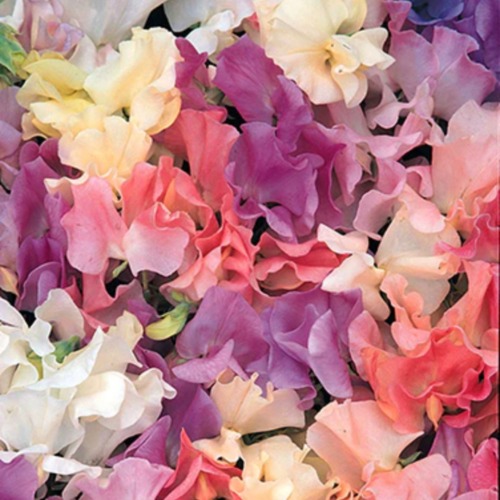 بازلاء حلوة عطرية غروب الشمس - Sweet Peas Scented Pastel Sunset