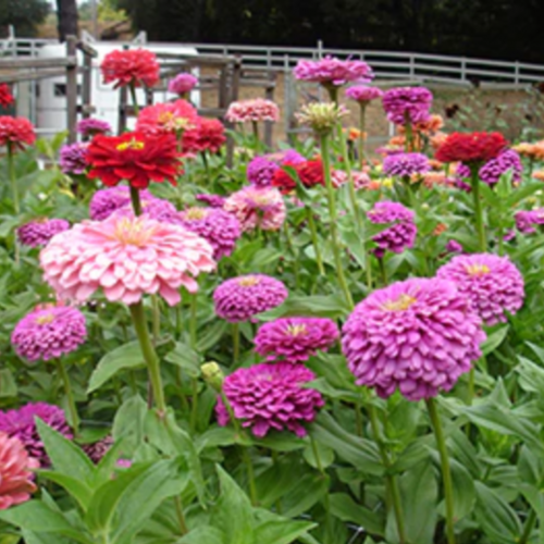 زينيا سلة التوت - Berry Basket Zinnias
