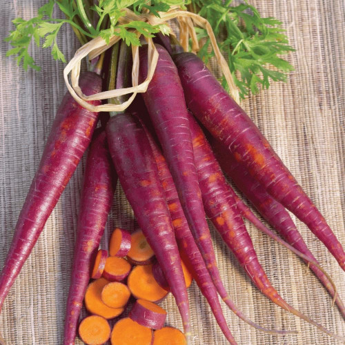 جزر بنفسجي -Purple Carrot