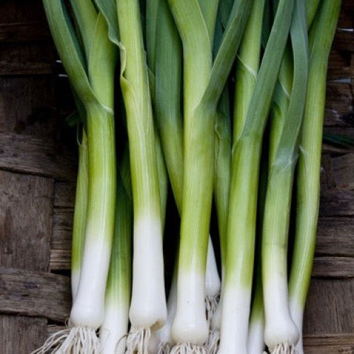 كراث فرنسي صغير بريمور - French Baby Leeks Primor