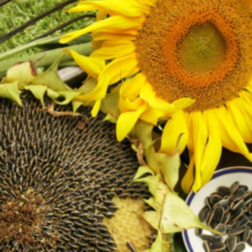 دوار شمس بذور الوجبات الخفيفة - Snack Seed Sunflowers