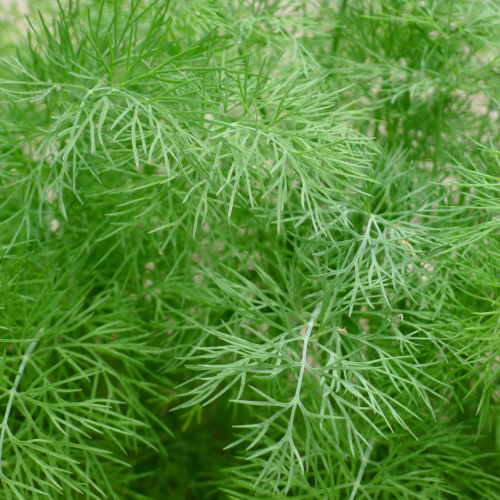 شبت - Dukat Leafy Dill