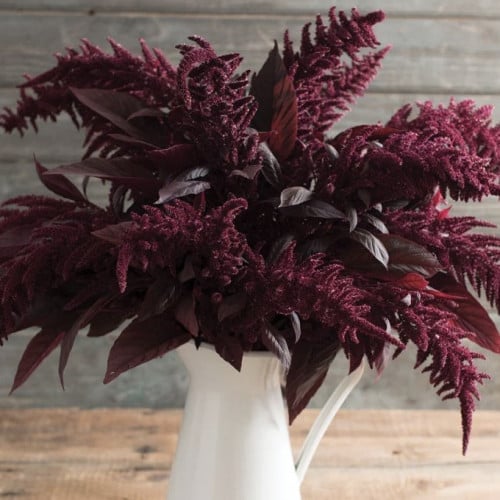 أمارانث السنابل الحمراء - Red Spike Amaranth