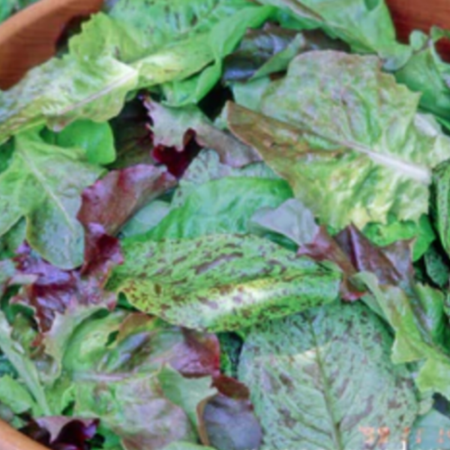 مكس خس صغير - Baby Leaf Lettuce Cutting Mix